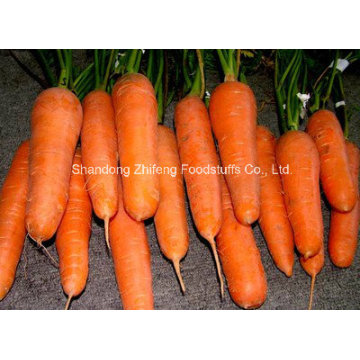 New Crop Carrot with Bottom Price